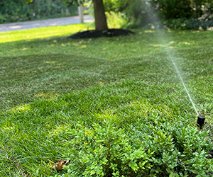 Full Sod & Irrigation System Installation